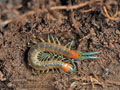 Scolopendra_cingulata_br7945