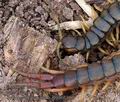 Scolopendra_cingulata_r999662