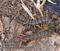 Scolopendra_cingulata_r999663