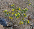 Scolymus_hispanicus_bg6049