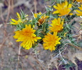 Scolymus_hispanicus_bg6050