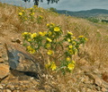 Scolymus_hispanicus_bg6051