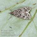 Scoparia_ambigualis_ac5858