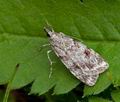 Scoparia_ambigualis_bk0469