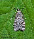 Scoparia_ambigualis_dx4789s