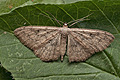Scopula_guancharia_jk9506s