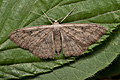 Scopula_guancharia_jk9540s