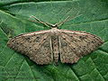 Scopula_guancharia_jm0516s