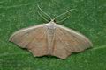 Scopula_imitaria_cy3088s