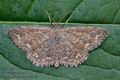 Scopula_immorata_cj8537s