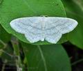 Scopula_nigropunctata_bk6678