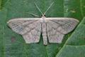 Scopula_nigropunctata_cl8031s