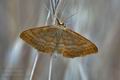 Scopula_ochrata_bg4752