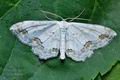 Scopula_ornata_cj1363s