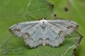 Scopula_ornata_cv6315s