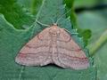 Scopula_rubiginata_cc6621s