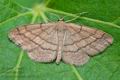 Scopula_rubiginata_ck6023s