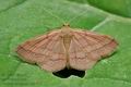 Scopula_rubiginata_jb2177s