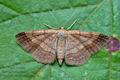 Scopula_rubiginata_jc7497s