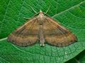 Scotopteryx_chenopodiata_cx1824s