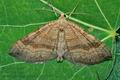 Scotopteryx_chenopodiata_jb8005s