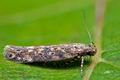 Scrobipalpa_ocellatella_cr0062s