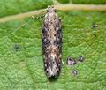 Scrobipalpa_ocellatella_cr0082s