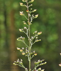 Scrophularia_nodosa_bc6298