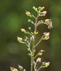 Scrophularia_nodosa_bc6306