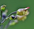 Scrophularia_nodosa_bc6315