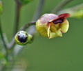 Scrophularia_nodosa_bc6319