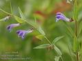 Scutellaria_galericulata_a767