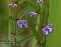 Scutellaria_galericulata_a783