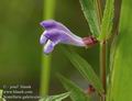 Scutellaria_galericulata_a784