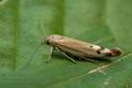 Scythris_inertella_jh6822s