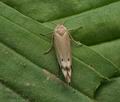 Scythris_inertella_jh6853s