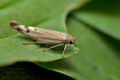 Scythris_inertella_jh6869s