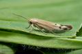 Scythris_inertella_jh6907s