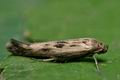 Scythris_limbella_co6221s