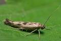 Scythris_limbella_co6240s