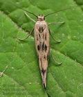 Scythris_limbella_co6259s