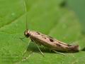 Scythris_limbella_co6277s