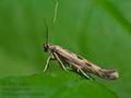 Scythris_limbella_co6306s
