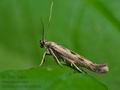 Scythris_limbella_co6306s