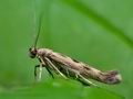 Scythris_limbella_co6321s