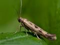 Scythris_limbella_co6340s