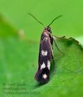 Scythris_scopolella_jb2823s