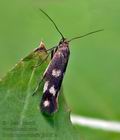 Scythris_scopolella_jb2825s