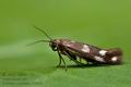 Scythris_scopolella_jb2843s