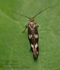 Scythris_scopolella_jb2868s